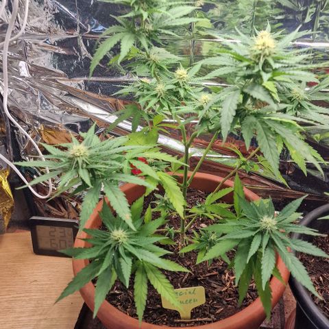 Special Queen #1 growlog timeline photo