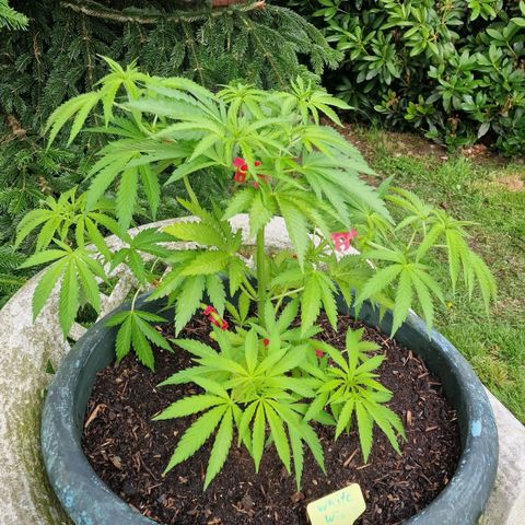 White Widow growlog timeline photo