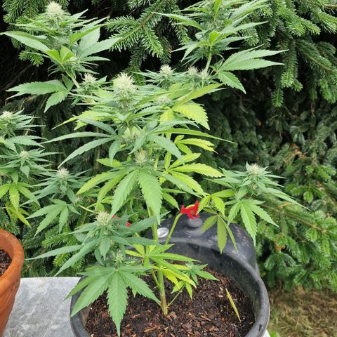 Special Kush #1 growlog timeline photo