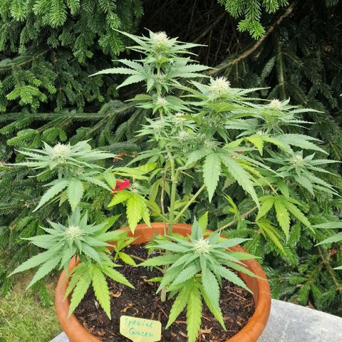 Special Queen #1 growlog timeline photo
