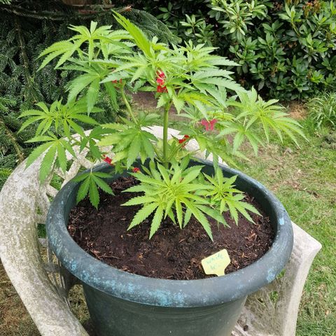 White Widow growlog timeline photo