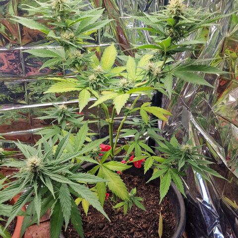 Special Kush #1 growlog timeline photo