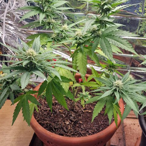 Special Queen #1 growlog timeline photo