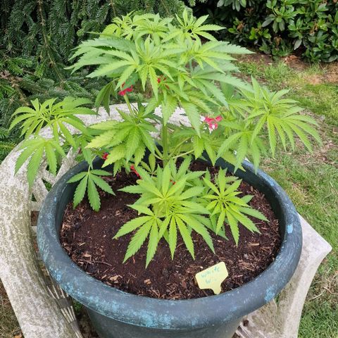 White Widow growlog timeline photo