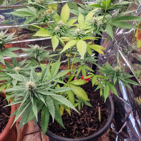 Special Kush #1 growlog timeline photo