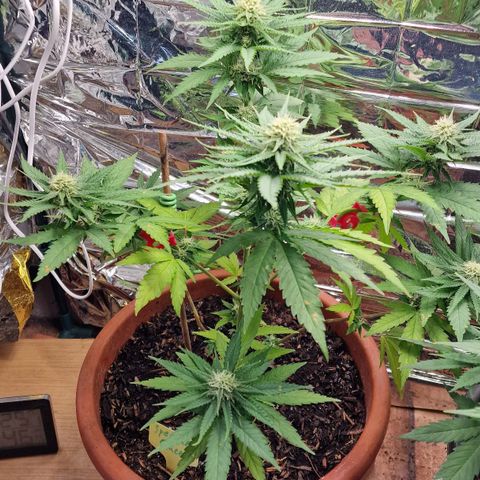Special Queen #1 growlog timeline photo