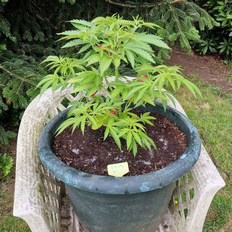 White Widow growlog timeline photo