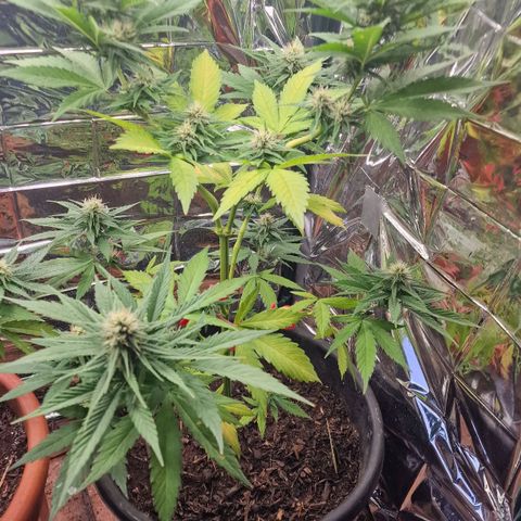 Special Kush #1 growlog timeline photo