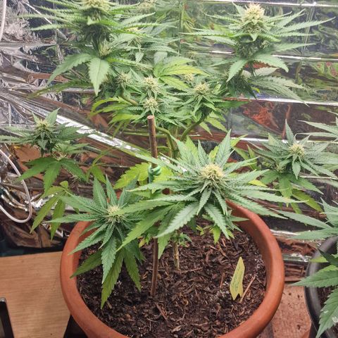 Special Queen #1 growlog timeline photo