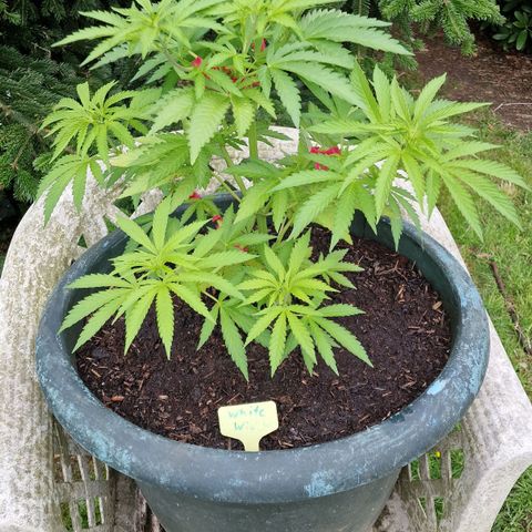 White Widow growlog timeline photo
