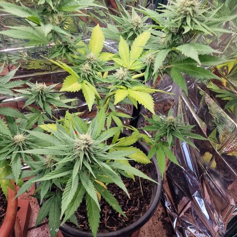 Special Kush #1 growlog timeline photo