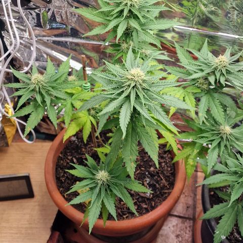 Special Queen #1 growlog timeline photo