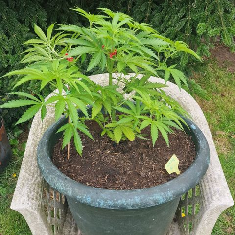 White Widow growlog timeline photo