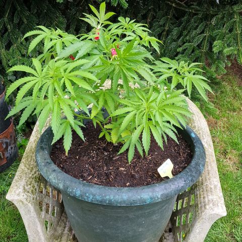 White Widow growlog timeline photo