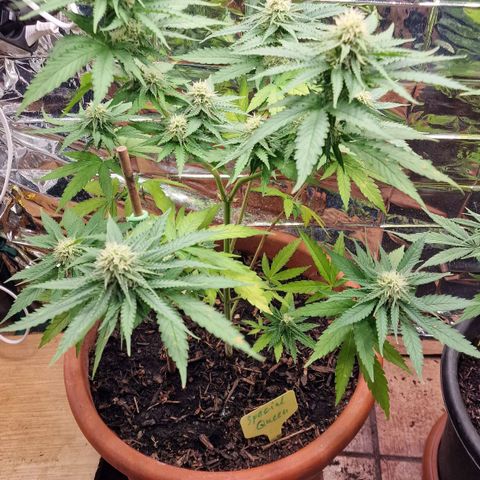 Special Queen #1 growlog timeline photo