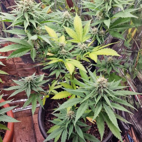 Special Kush #1 growlog timeline photo
