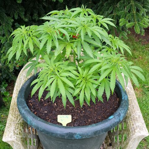 White Widow growlog timeline photo