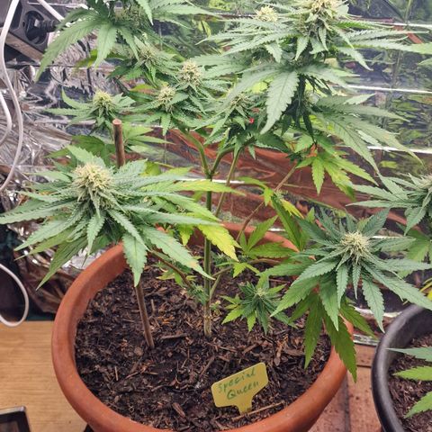 Special Queen #1 growlog timeline photo