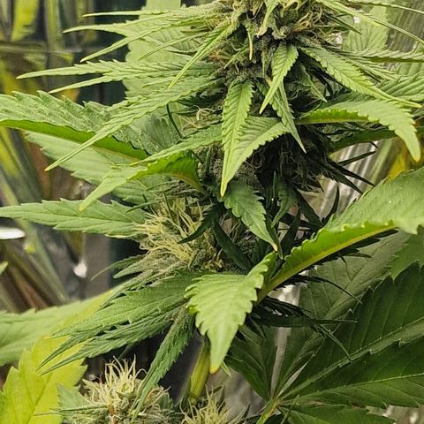 Special Kush #1 growlog timeline photo
