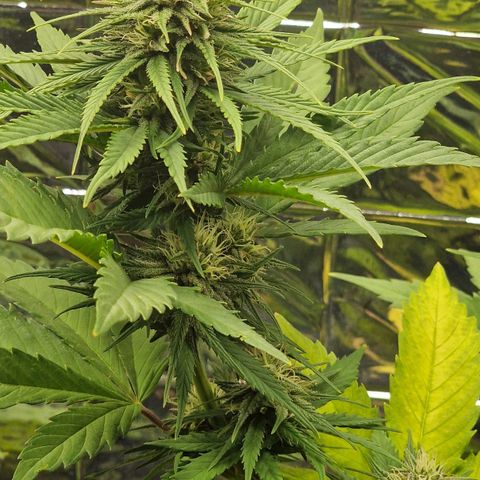 Special Kush #1 growlog timeline photo