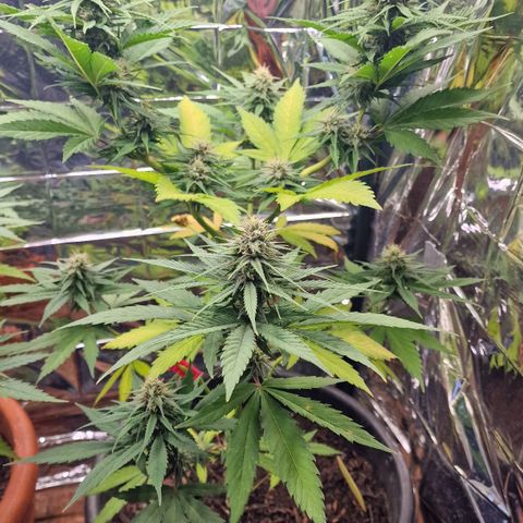 Special Kush #1 growlog timeline photo