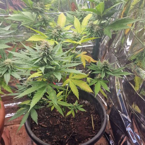 Special Kush #1 growlog timeline photo