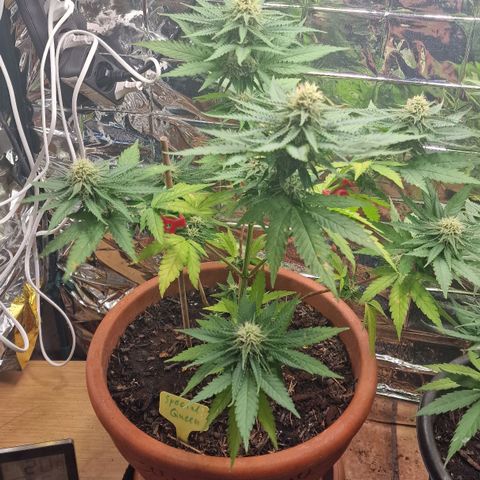 Special Queen #1 growlog timeline photo