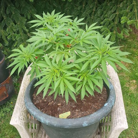White Widow growlog timeline photo