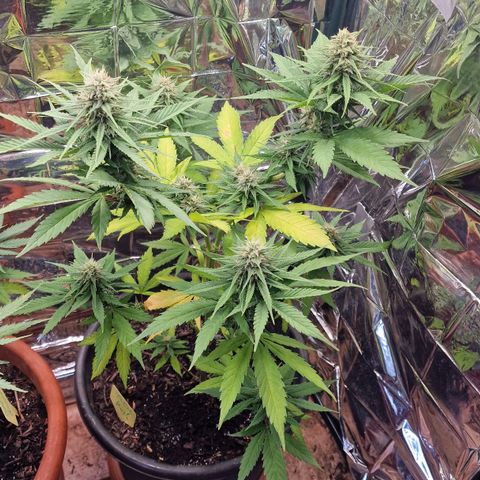 Special Kush #1 growlog timeline photo
