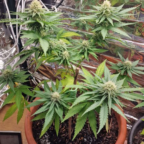 Special Queen #1 growlog timeline photo