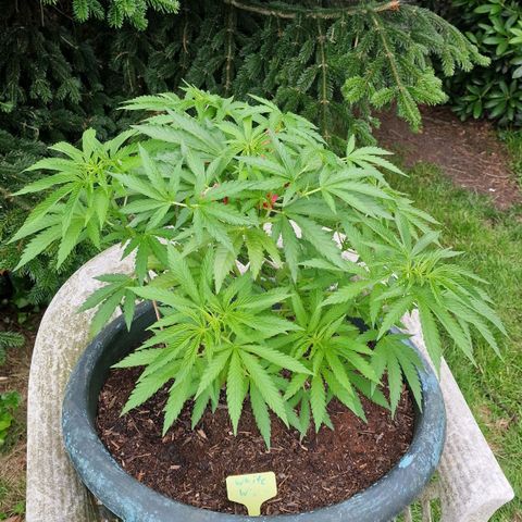 White Widow growlog timeline photo
