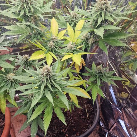 Special Kush #1 growlog timeline photo