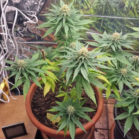Special Queen #1 growlog timeline photo