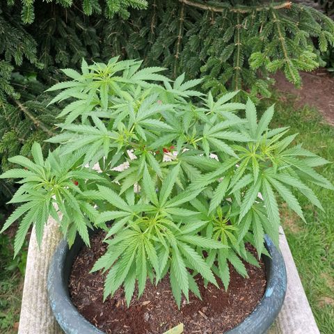 White Widow growlog timeline photo