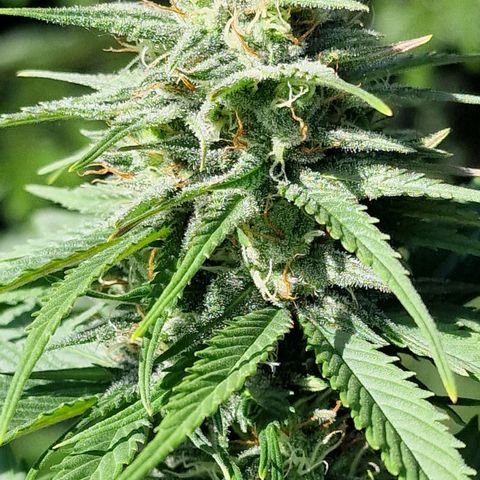 Special Kush #1 growlog timeline photo