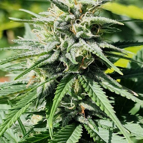 Special Kush #1 growlog timeline photo