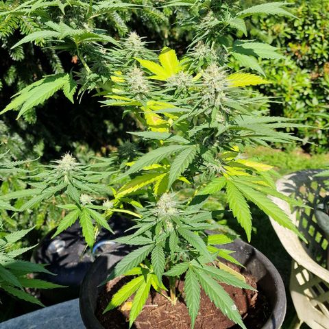 Special Kush #1 growlog timeline photo