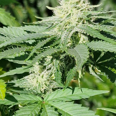 Special Queen #1 growlog timeline photo