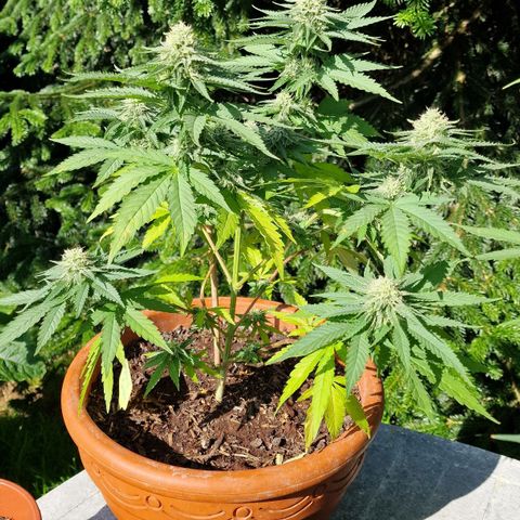 Special Queen #1 growlog timeline photo