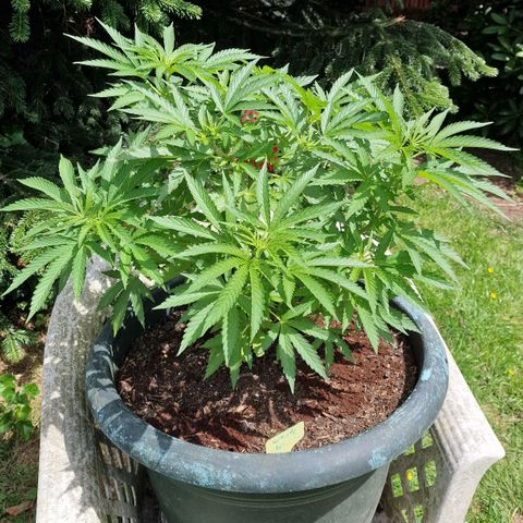 White Widow growlog timeline photo