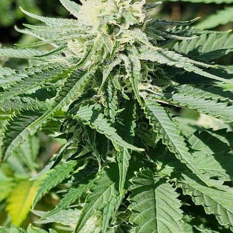 Special Queen #1 growlog timeline photo