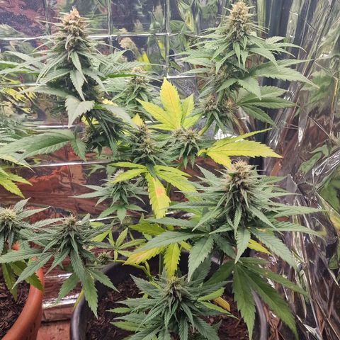 Special Kush #1 growlog timeline photo