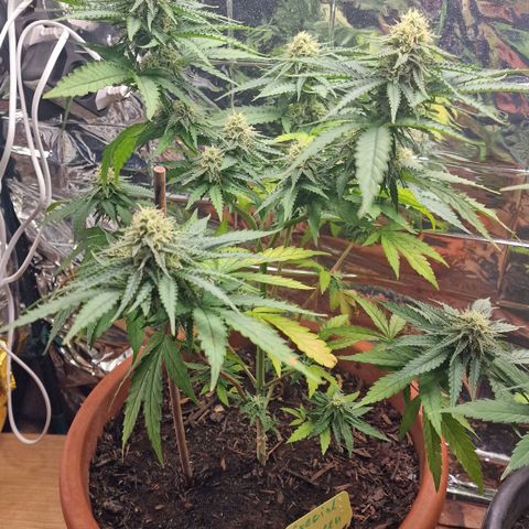 Special Queen #1 growlog timeline photo