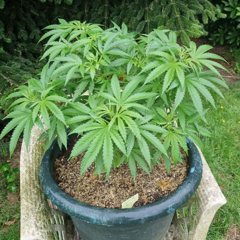 White Widow growlog timeline photo