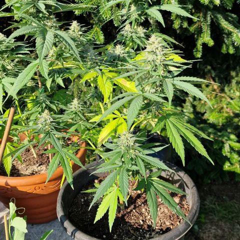 Special Kush #1 growlog timeline photo