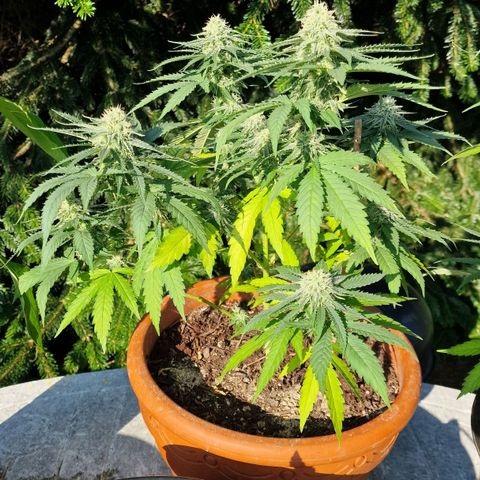 Special Queen #1 growlog timeline photo