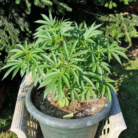 White Widow growlog timeline photo
