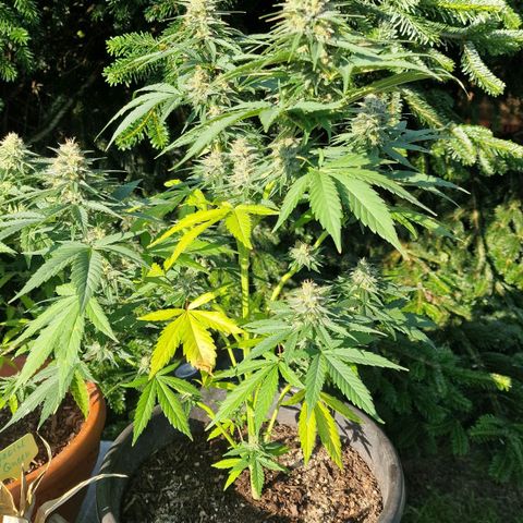 Special Kush #1 growlog timeline photo