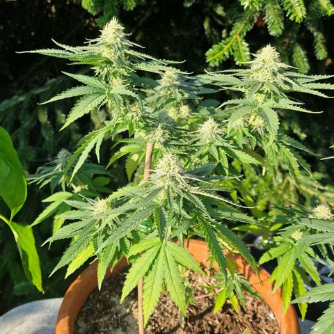 Special Queen #1 growlog timeline photo