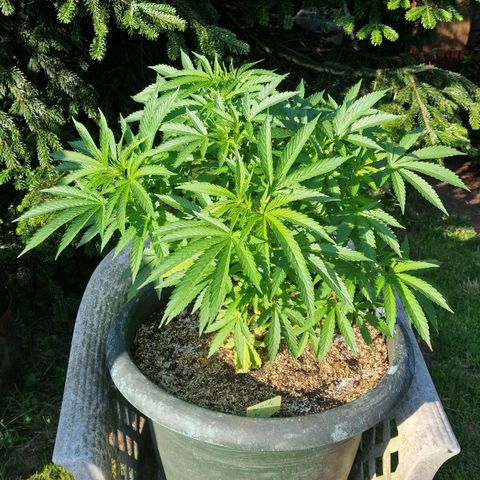 White Widow growlog timeline photo
